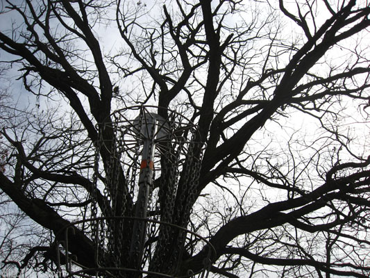 Blending with Trees #1