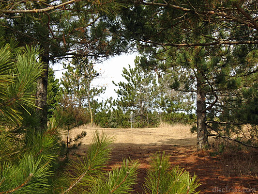 Tiny Pin, Big Nature #7