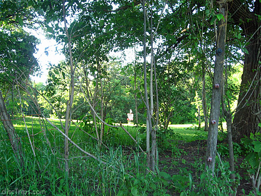 Tiny Pin, Big Nature #8
